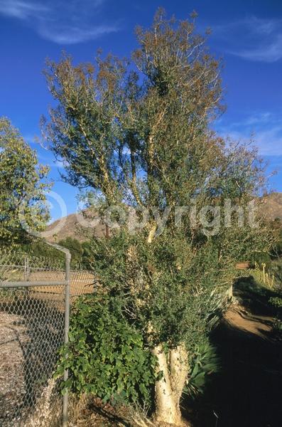 White blooms; Pink blooms; Deciduous; North American Native