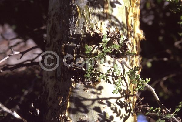 White blooms; Pink blooms; Deciduous; North American Native