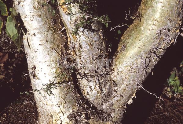 White blooms; Pink blooms; Deciduous; North American Native