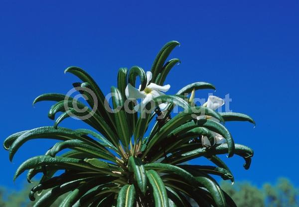 White blooms; Deciduous