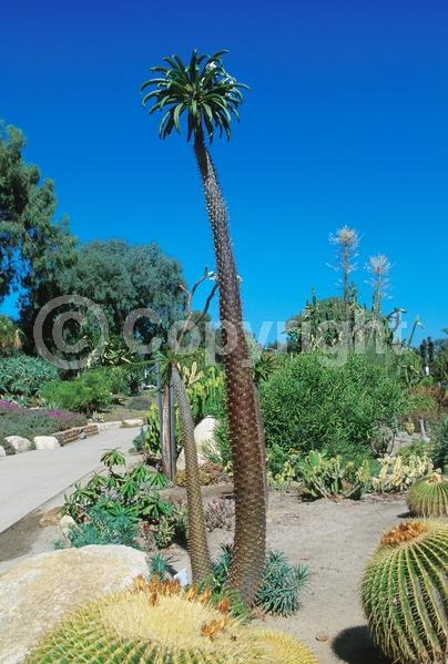 White blooms; Deciduous