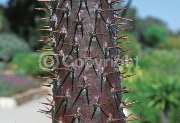 White blooms; Deciduous