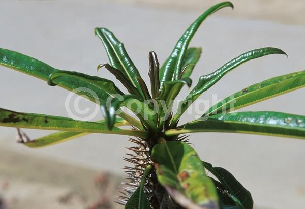 White blooms; Deciduous