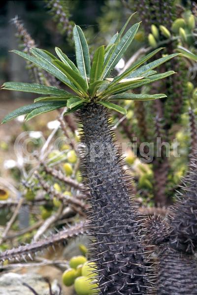 White blooms; Deciduous