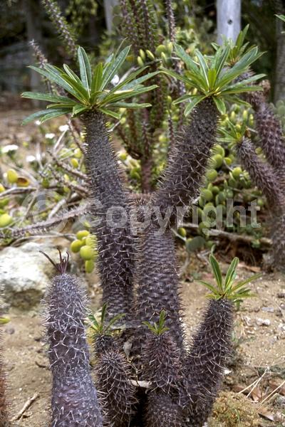 White blooms; Deciduous