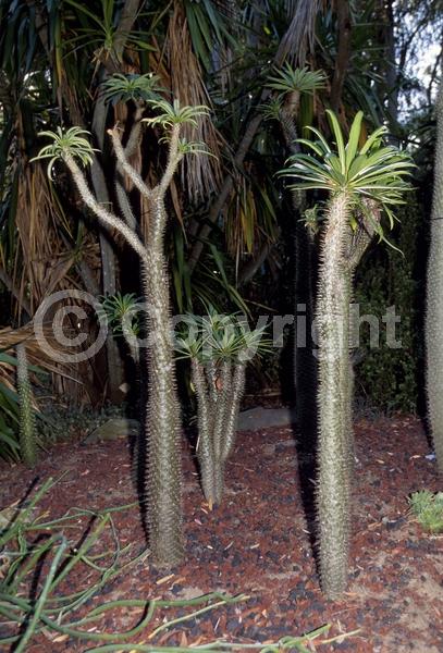 White blooms; Deciduous