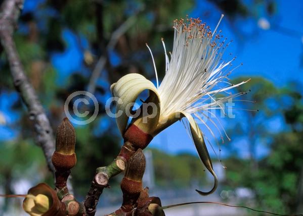 White blooms; Evergreen; North American Native
