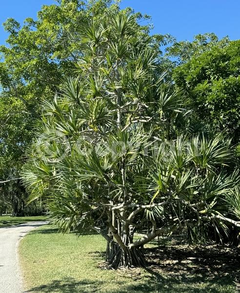 White blooms; Evergreen