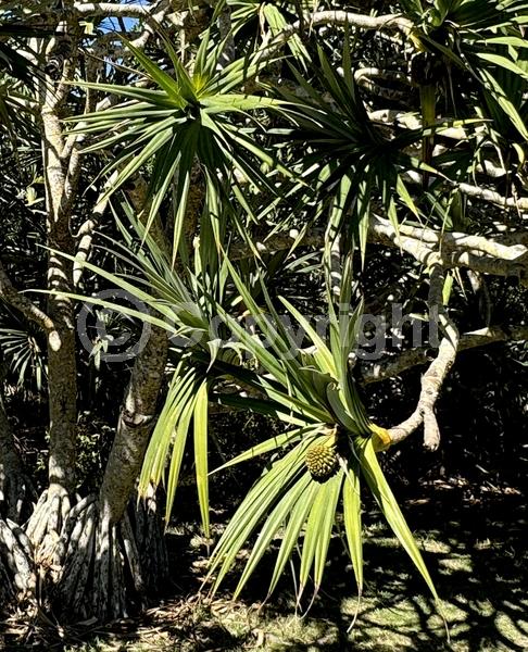 White blooms; Evergreen