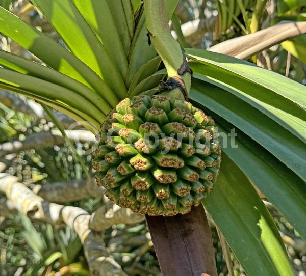 White blooms; Evergreen