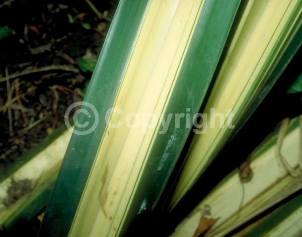 White blooms; Evergreen; Broadleaf