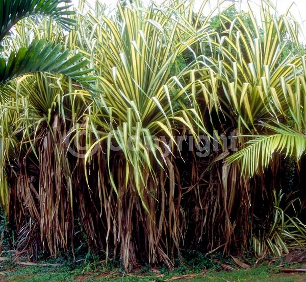 White blooms; Evergreen; Broadleaf