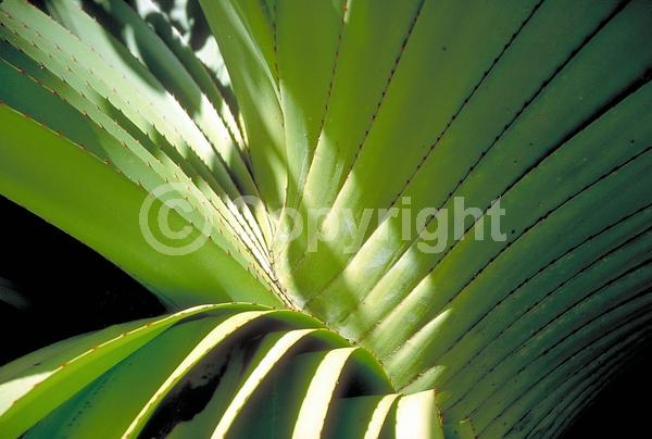 White blooms; Evergreen