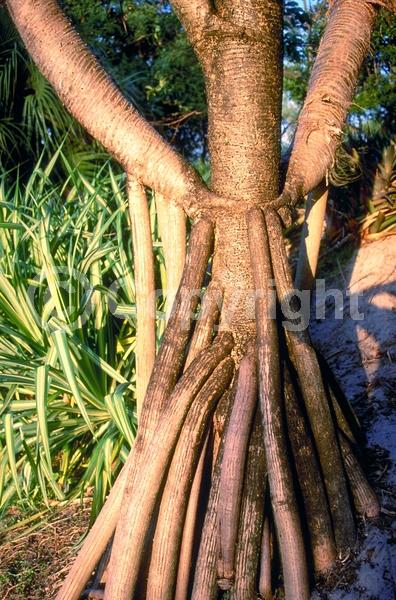 White blooms; Evergreen