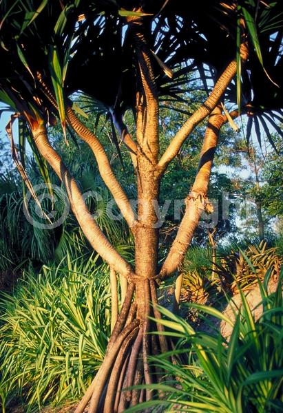 White blooms; Evergreen