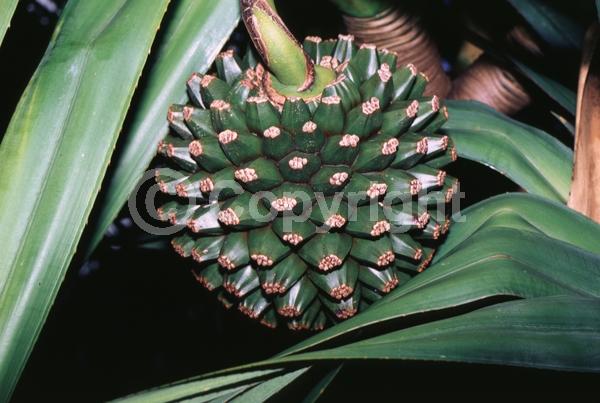 White blooms; Evergreen
