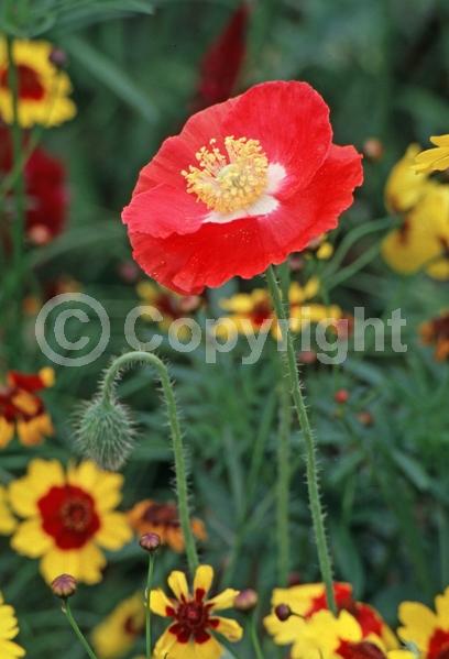 Red blooms