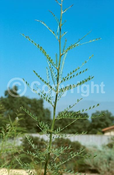 Yellow blooms; Evergreen; Broadleaf