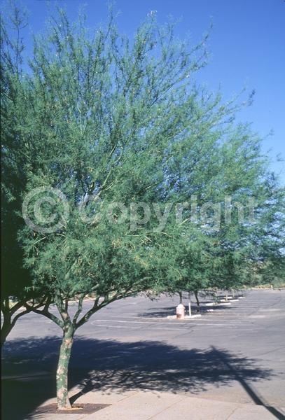 Yellow blooms; Evergreen; Broadleaf