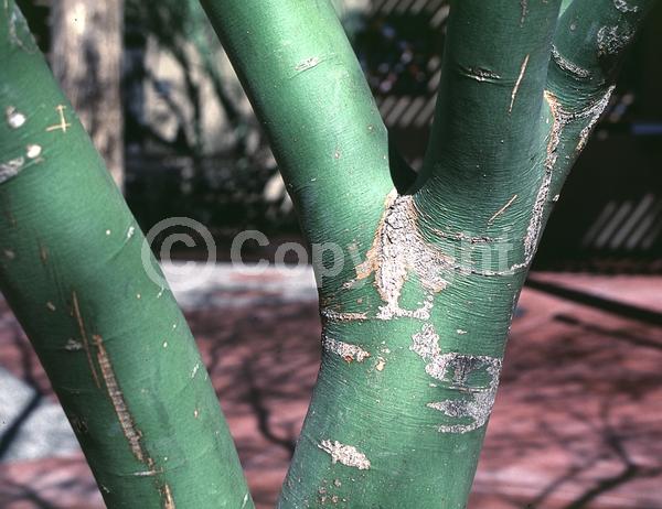Yellow blooms; Evergreen; Broadleaf