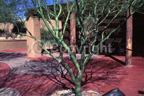 Yellow blooms; Evergreen; Broadleaf