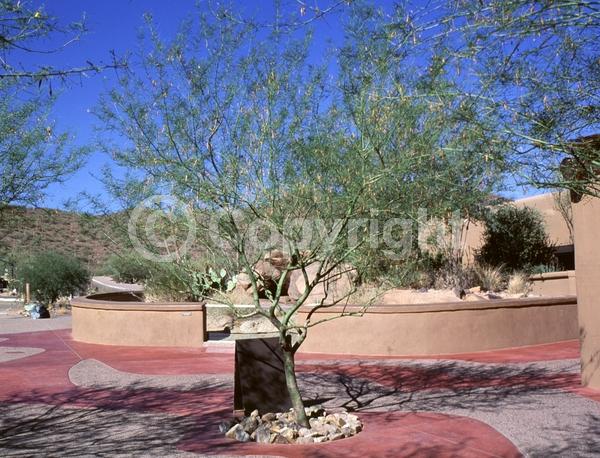 Yellow blooms; Evergreen; Broadleaf