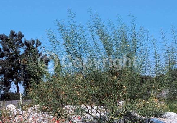 Yellow blooms; Evergreen; Broadleaf