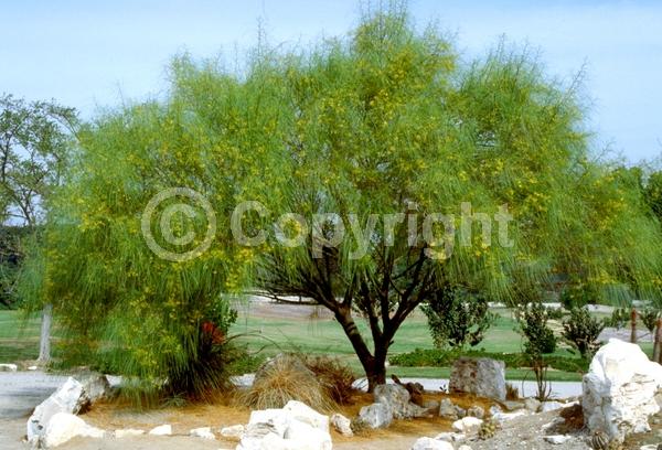 Yellow blooms; Evergreen; Broadleaf