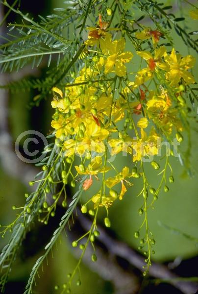 Yellow blooms; Evergreen; Broadleaf