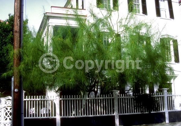 Yellow blooms; Evergreen; Broadleaf