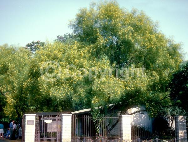 Yellow blooms; Deciduous; Broadleaf; North American Native