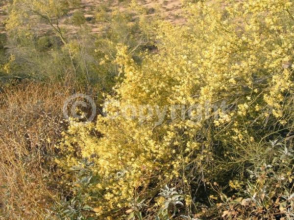 Yellow blooms; Deciduous; Broadleaf; North American Native