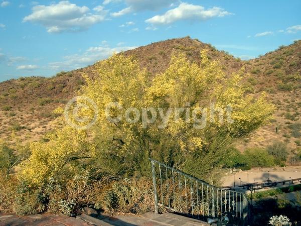 Yellow blooms; Deciduous; Broadleaf; North American Native