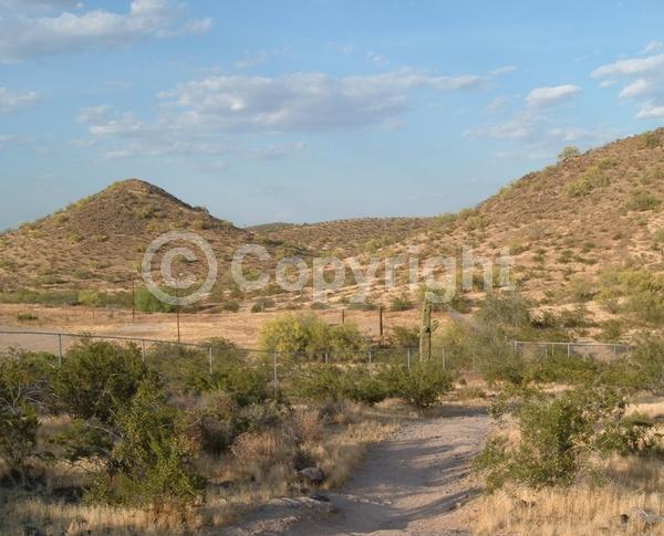 Yellow blooms; Deciduous; Broadleaf; North American Native