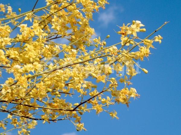 Yellow blooms; Deciduous; Broadleaf; North American Native