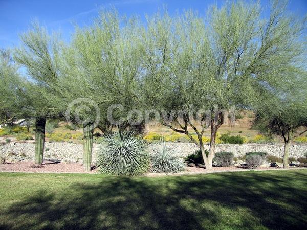 Yellow blooms; Deciduous; Broadleaf; North American Native