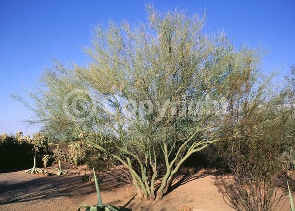 Yellow blooms; Deciduous; Broadleaf; North American Native