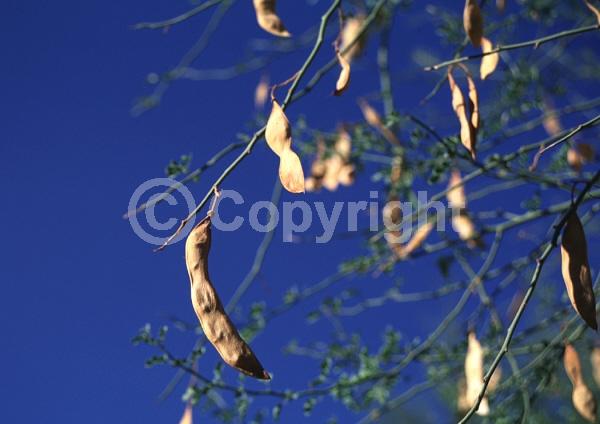 Yellow blooms; Deciduous; Broadleaf; North American Native