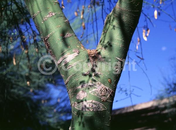 Yellow blooms; Deciduous; Broadleaf; North American Native