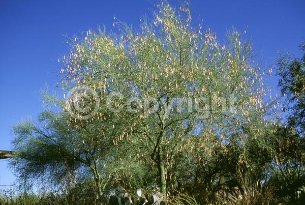 Yellow blooms; Deciduous; Broadleaf; North American Native