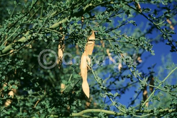 Yellow blooms; Deciduous; Broadleaf; North American Native