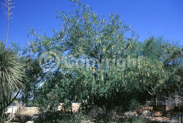 Yellow blooms; Deciduous; Broadleaf; North American Native