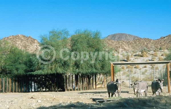 Yellow blooms; Deciduous; Broadleaf; North American Native