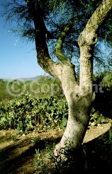 Yellow blooms; Deciduous; Broadleaf; North American Native