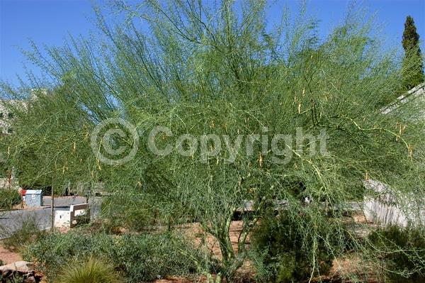 Yellow blooms; Deciduous; Broadleaf; North American Native