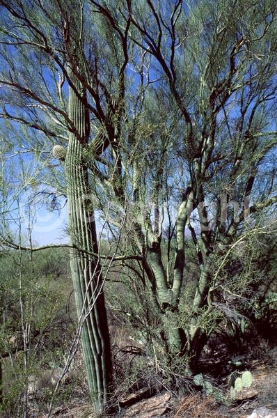 Yellow blooms; Deciduous; Broadleaf; North American Native