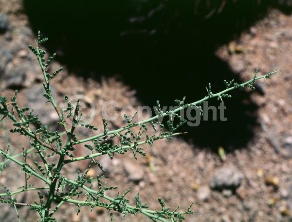 Yellow blooms; Deciduous; Broadleaf; North American Native
