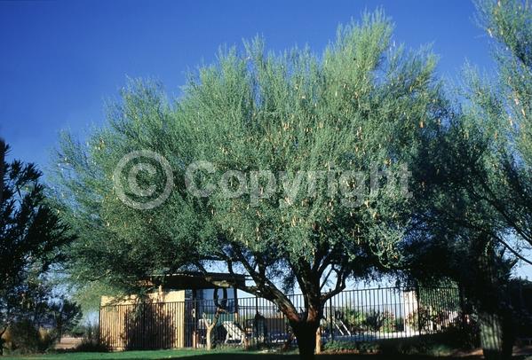 Yellow blooms; Deciduous; Broadleaf; North American Native