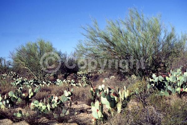 Yellow blooms; Deciduous; Broadleaf; North American Native