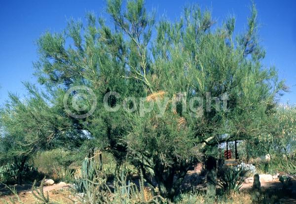 Yellow blooms; Deciduous; Broadleaf; North American Native